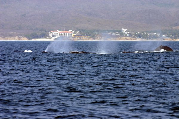 Lots of Gray Whales in Banderas Bay